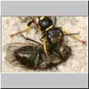 Mellinus arvensis - Kotwespe w38b 14mm mit Fliege.jpg